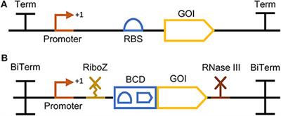 Pseudomonas mRNA 2.0: Boosting Gene Expression Through Enhanced mRNA Stability and Translational Efficiency